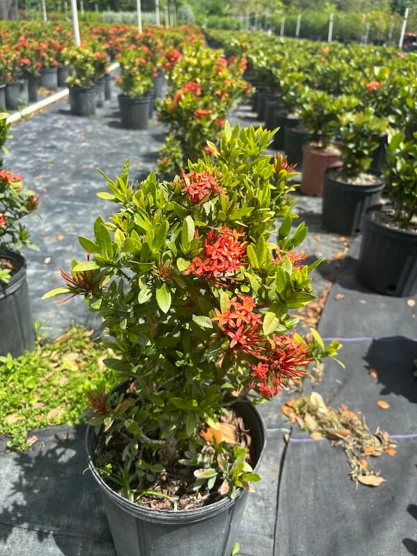 Ixora